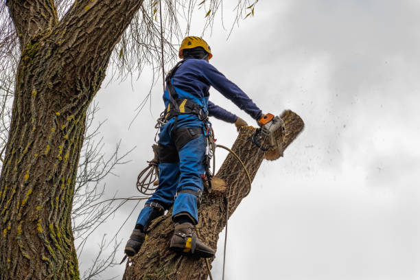 Best Commercial Tree Services  in Cudahy, CA